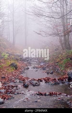 Bergbach bedeckt mit heruntergefallenen Blättern in einem nebligen Herbst Tag Stockfoto