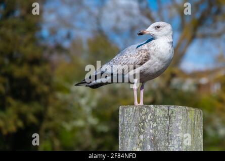 Die junge Heringsmöwe (Larus argentatus) thronte im Frühjahr auf einem Posten in West Sussex, England, Großbritannien. Stockfoto