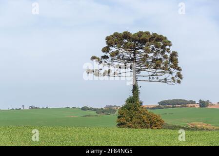 Araucaria angustifolia Baum in Weidefeld isoliert. Pflanze bekannt als die brasilianische prirão. Arboreale Arten von Gymnosperm, die zum Araucariac gehören Stockfoto