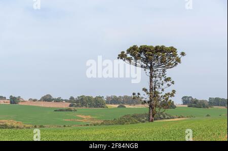 Araucaria angustifolia Baum in Weidefeld isoliert. Pflanze bekannt als die brasilianische prirão. Arboreale Arten von Gymnosperm, die zum Araucariac gehören Stockfoto