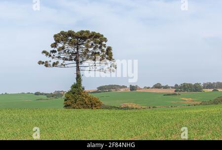 Araucaria angustifolia Baum in Weidefeld isoliert. Pflanze bekannt als die brasilianische prirão. Arboreale Arten von Gymnosperm, die zum Araucariac gehören Stockfoto