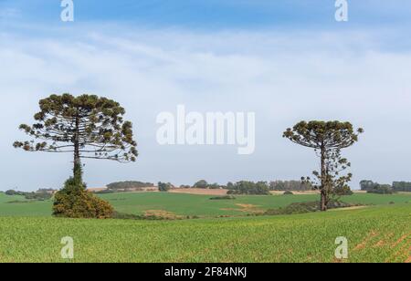 Araucaria angustifolia Baum in Weidefeld isoliert. Pflanze bekannt als die brasilianische prirão. Arboreale Arten von Gymnosperm, die zum Araucariac gehören Stockfoto