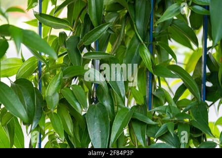 Hecke aus Guaco-Blättern oder Hexengras (Mikania glomerata Spreng). Heilpflanze gegen Grippe, Heiserkeit, Kehlkopfentzündung, Husten, Bronchitis. N Stockfoto