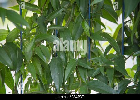 Hecke aus Guaco-Blättern oder Hexengras (Mikania glomerata Spreng). Heilpflanze gegen Grippe, Heiserkeit, Kehlkopfentzündung, Husten, Bronchitis. N Stockfoto