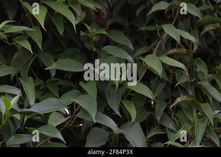 Hecke aus Guaco-Blättern oder Hexengras (Mikania glomerata Spreng). Heilpflanze gegen Grippe, Heiserkeit, Kehlkopfentzündung, Husten, Bronchitis. N Stockfoto