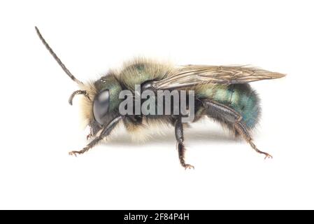 Blaue Orchideenbiene, Osmia lignaria (männlich) Stockfoto