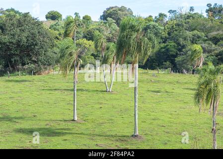 Jeragrant Palmen Syagrus romanzoffiana im natürlichen Feld. Einheimische Palme des Atlantischen Waldes, in Brasilien, und kann auch in seiner assoziierten eg gefunden werden Stockfoto