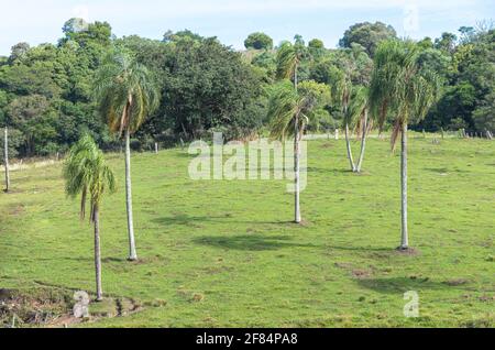 Jeragrant Palmen Syagrus romanzoffiana im natürlichen Feld. Einheimische Palme des Atlantischen Waldes, in Brasilien, und kann auch in seiner assoziierten eg gefunden werden Stockfoto