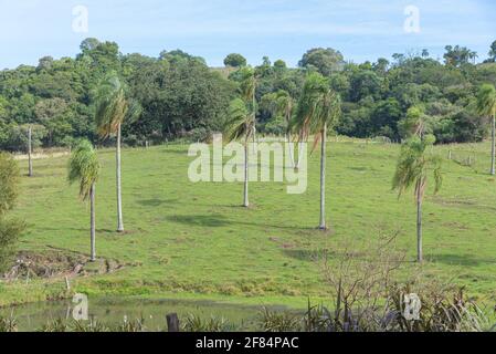 Jeragrant Palmen Syagrus romanzoffiana im natürlichen Feld. Einheimische Palme des Atlantischen Waldes, in Brasilien, und kann auch in seiner assoziierten eg gefunden werden Stockfoto