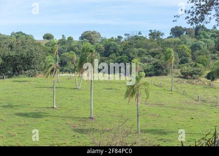 Jeragrant Palmen Syagrus romanzoffiana im natürlichen Feld. Einheimische Palme des Atlantischen Waldes, in Brasilien, und kann auch in seiner assoziierten eg gefunden werden Stockfoto