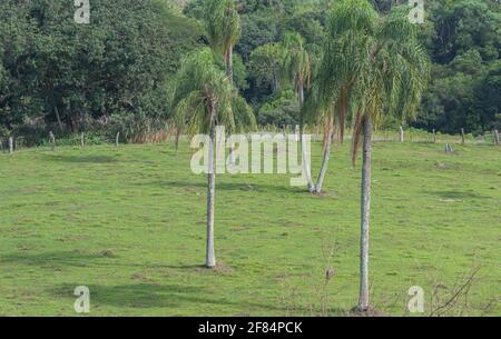 Jeragrant Palmen Syagrus romanzoffiana im natürlichen Feld. Einheimische Palme des Atlantischen Waldes, in Brasilien, und kann auch in seiner assoziierten eg gefunden werden Stockfoto