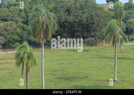 Jeragrant Palmen Syagrus romanzoffiana im natürlichen Feld. Einheimische Palme des Atlantischen Waldes, in Brasilien, und kann auch in seiner assoziierten eg gefunden werden Stockfoto