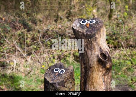 Zwei Eulengesichter, die auf einem Baumstumpf in einem Wald in der Nähe von Wigan in Lancashire entstanden sind. Stockfoto