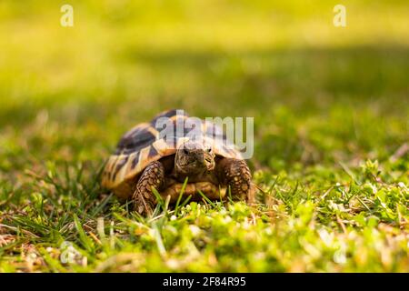 Hermanns Schildkröte in einem Garten. Stockfoto