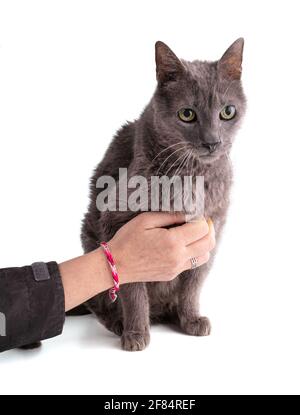 Vintage graue Katze 19 Jahre alt auf weißem Hintergrund Stockfoto