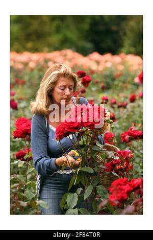 Danae Brook, Journalistin, betreibt das einzige Unternehmen im Land, das englische Rosen in chemisch freiem Land, meist im Freien, anbauen kann. Ihre Farm befindet sich in Little Horkesley in der Nähe von ColchesterFoto von David Sandison The Independent Stockfoto