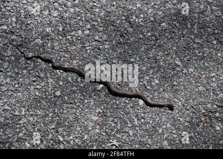 Eine junge östliche Strumpfnatter, Thamnophis, die sich im Frühjahr in der Hitze und der Sonne auf einer asphaltierten Straße in den Adirondack Mountains, NY USA, sonnt. Stockfoto