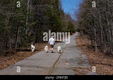 Ein älterer Mann, der auf einer alten, verlassenen Straße hereinläuft Die Adirondack Mountains mit 3 schönen samoyed reinrassigen Hunden Stockfoto