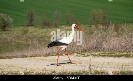 Ein junger Storch, der in der wilden Natur in der Nähe des Sees fliegt. Vogelbeobachtung in den ersten Frühlingstagen. Schöner weißer Oststorch Ciconia Ciconia Stockfoto