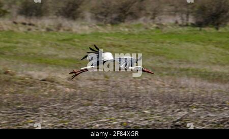 Ein junger Storch, der in der wilden Natur in der Nähe des Sees fliegt. Vogelbeobachtung in den ersten Frühlingstagen. Schöner weißer Oststorch Ciconia Ciconia Stockfoto