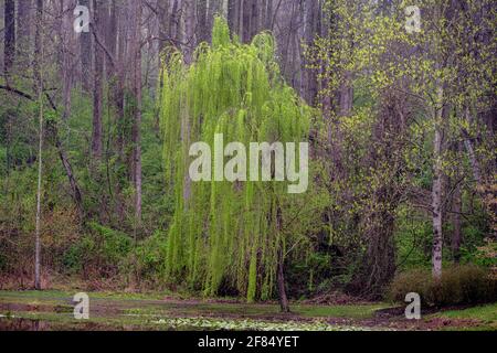 Foto einer weinenden Weide am Wanderweg am Waldrand. Stockfoto