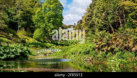 Mallard Pool im Zentrum von Trebah Garden, Cornwall, England, Großbritannien Stockfoto