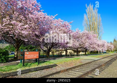 Kirschblütenbäume in einer rosa Show am William Henry Taylor Railroad Park in North Bend Washington at Bahnhof Northwest Railway Museum Stockfoto