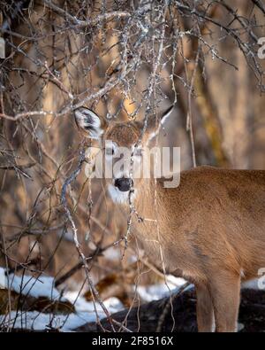 Ein Hirsch schaut am frühen Morgen auf der Suche nach Nahrung in einer verschneiten Landschaft im Wald. Stockfoto