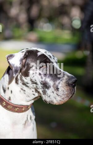 Great Dane; Hunderasse vor mindestens 400 Jahren in Deutschland für den Einsatz in der Wildschweinjagd entwickelt Stockfoto