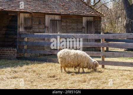 Schafe essen Heu vor einer Scheune auf einem Bauernhof. Um das Gehege herum befindet sich ein rustikaler Holzzaun. Stockfoto