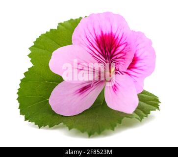 Geranienblume mit Blatt isoliert auf weißem Hintergrund Stockfoto