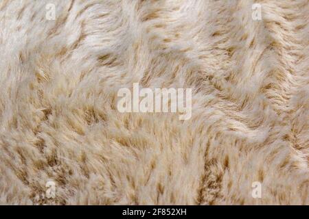 Leichtes langes, weiches Fell aus Fasern. Weißes Fell für Hintergrund oder Textur. Flauschiges Kunstpelz. Flach liegend, Draufsicht, Kopierbereich Stockfoto