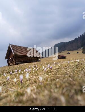 Frühling in den Bergen - Krokusse blühen auf der Wiese mit Holzhütten Stockfoto