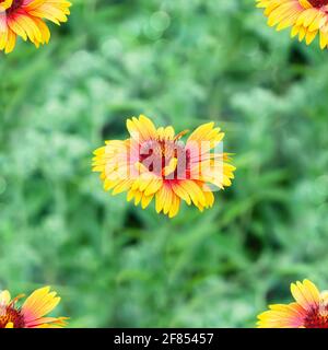 Bunte Sommer Hintergrund mit gaillardia Blumen unter grünem Gras. Quadratische Rahmung, Kunstdesign Stockfoto