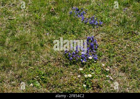 Gruppen von blühenden Gänseblümchen und Veilchen auf einer nicht kultivierten Wiese Im Frühling Stockfoto