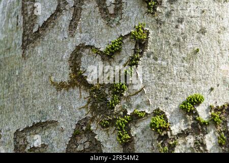 Herz in einen Baum geschnitzt mit alternden Linien jetzt mit grünem Moos gefüllt. Teile der geschnitzten Namen sind oben und unten sichtbar. Stockfoto