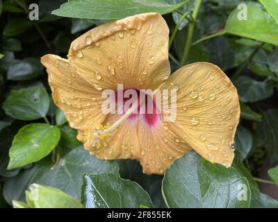 Eine Nahaufnahme von Wassertröpfchen auf einem blühenden Hibiskus Blume Stockfoto