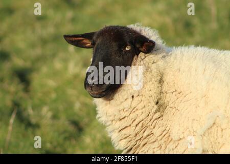 Schafe; Nahaufnahme von Suffolk Rasse Mutterschafe auf Ackerland im ländlichen Irland Stockfoto