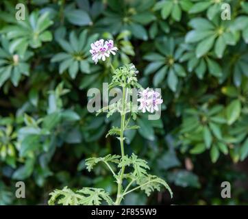 Blühende Zitronenpflanze Stockfoto