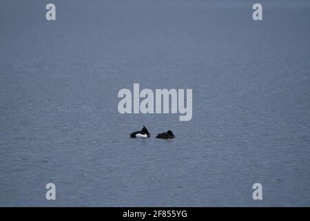 Ein Paar getuftete Enten, die auf einem Teich schwimmen Stockfoto