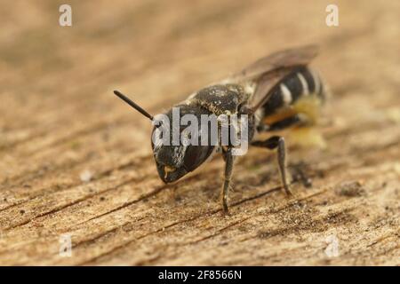 Nahaufnahme einer kleinen Harzbiene, Heriades crenulatus in der Gard, Frankreich Stockfoto