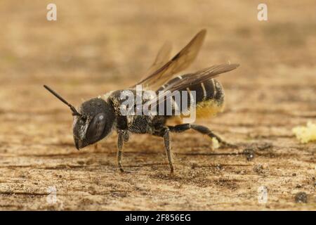 Eine Nahaufnahme einer weiblichen kleinen Harzbiene, Heriades crenulatus, auf einer hölzernen Oberfläche Stockfoto