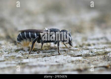Eine Nahaufnahme einer weiblichen kleinen Harzbiene, Heriades crenulatus, auf einer hölzernen Oberfläche Stockfoto