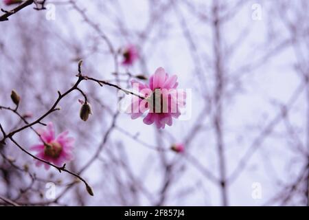 Wunderschöne rosa Magnolie in voller Frühlingsblüte in einem Garten in Ottawa, Ontario, Kanada. Stockfoto