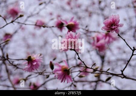 Wunderschöne rosa Magnolie in voller Frühlingsblüte in einem Garten in Ottawa, Ontario, Kanada. Stockfoto