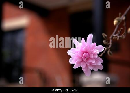 Wunderschöne rosa Magnolie in voller Frühlingsblüte in einem Garten in Ottawa, Ontario, Kanada. Stockfoto