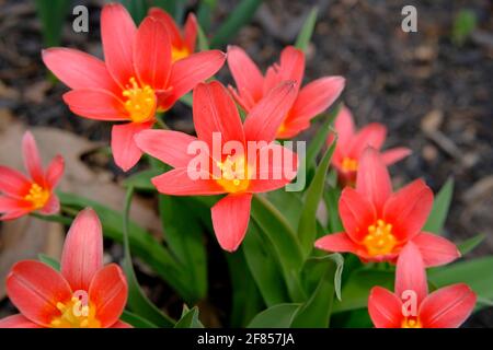 Wunderschöne rote Seerosen-Tulpen (Tulipa kaufmanniana) in einem Frühlingsgarten in Ottawa, Ontario, Kanada. Stockfoto