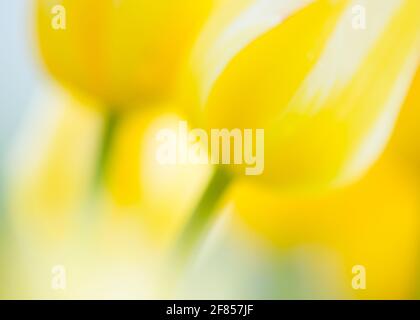 Ein abstraktes Nahaufnahme-Makrobild von zwei gelben und weißen Tulpenblütenköpfen. Stockfoto