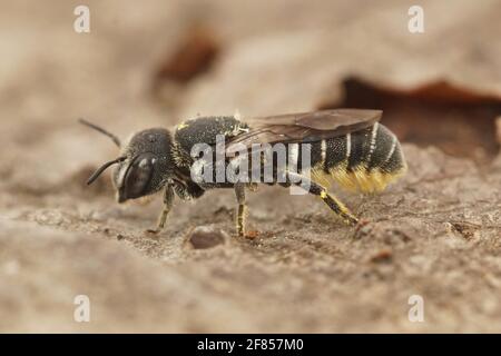 Nahaufnahme einer weiblichen kleinen Harzbiene, Heriades crenulatus, auf einem Blatt Stockfoto