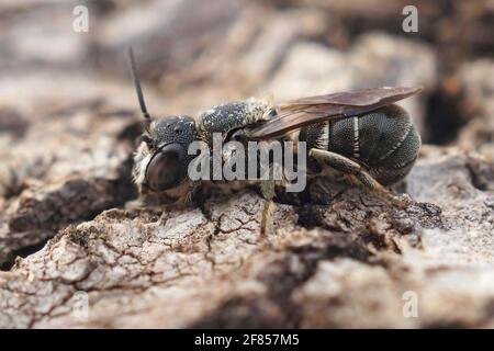 Nahaufnahme einer weiblichen kleinen Harzbiene, Heriades crenulatus, auf einem Blatt Stockfoto